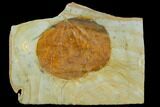 Fossil Leaf (Zizyphoides) - Montana #120857-1